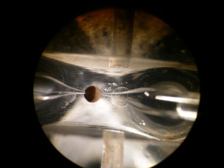 Xenopus-Ei mit zwei Mikroelektroden unter dem Mikroskop